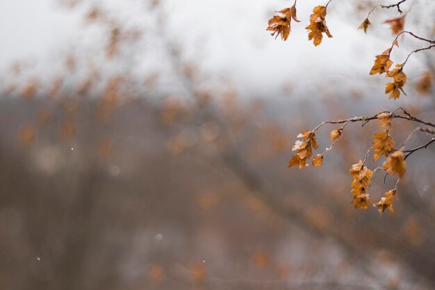 Neige sur la plante, macro de neige d'hiver, couleurs marron et blanc