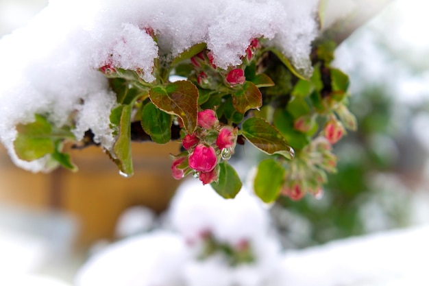 Neige de printemps couvrant les fleurs de pommier rose frais sur l'arbre dans une vue rapprochée dans un jardin