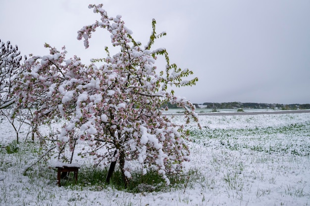 Neige de printemps hors saison couvrant les fleurs de pommier rose sur l'arbre concept de temps hors saison