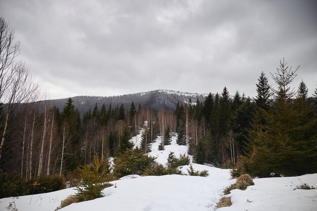 La neige qui tombe et les sommets des montagnes couvertes de flocons de neige au début du printemps dans les montagnes Carpates Ukraine