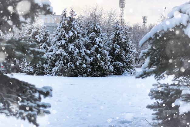 Neige de sapin d'hiver