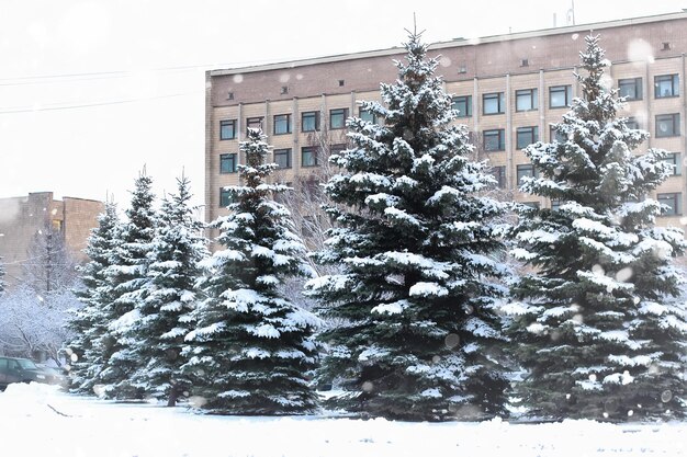 Neige de sapin d'hiver