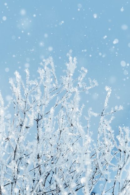 Neige scintillante sur les branches du givre des arbres sur les brindilles au jour d'hiver ensoleillé Fond de nature