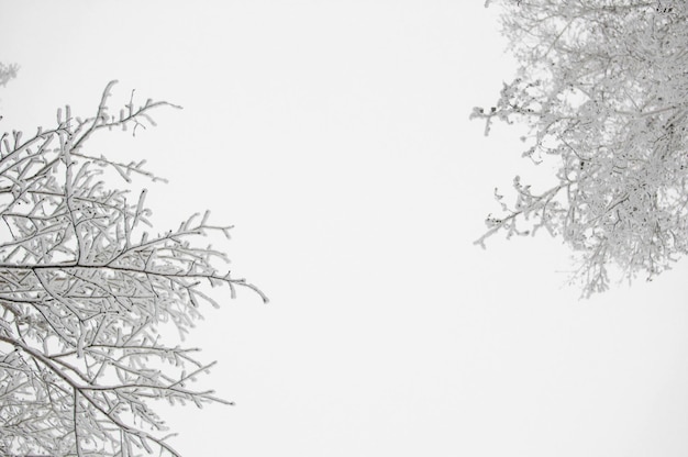 Neige tombant d'un arbre Paysage d'hiver Branche d'arbre couverte de neige contre le ciel Mise au point sélective et faible profondeur de champ Plantes gelées La beauté est dans la nature