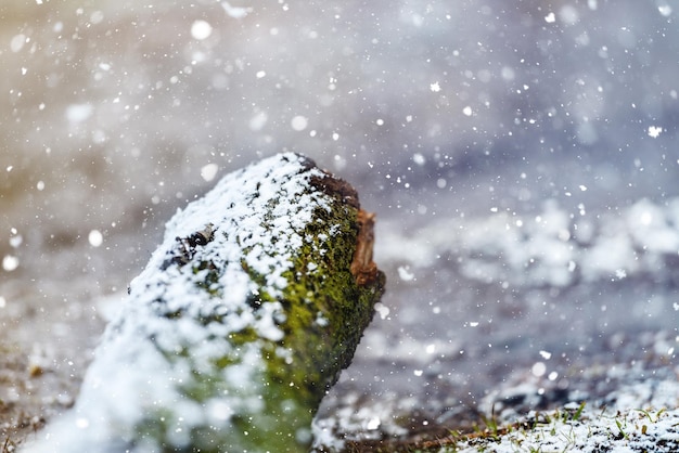 La neige tombe un printemps froid et le retour des gelées