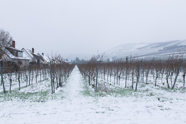 Neige sur le vignoble d'hiver