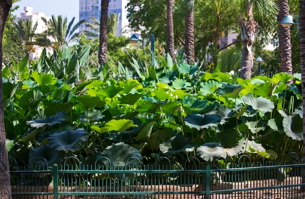 Nelumbo est un genre de plantes aquatiques. Feuilles de lotus vert dans le jardin. nervures des feuilles sur les grandes feuilles de lotus vert. Les Nelumbonaceae sont une famille de plantes aquatiques à fleurs. grand nénuphar dans le parc