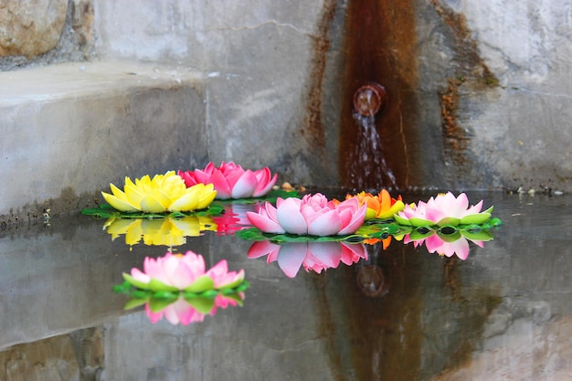 Nelumbo nucifera sur l'eau.