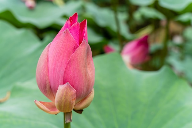 Nelumbo nucifera également connu sous le nom de lotus sacré indien ou simplement lotus