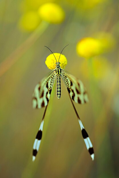 Nemoptera bipennis , également connu sous le nom de gobelin , est une espèce d' insecte neuroptère des Nemopteridae .