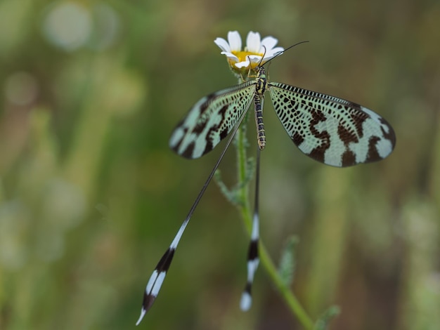 Nemoptera bipennis