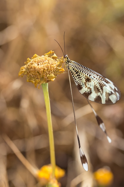 Photo nemoptera coa