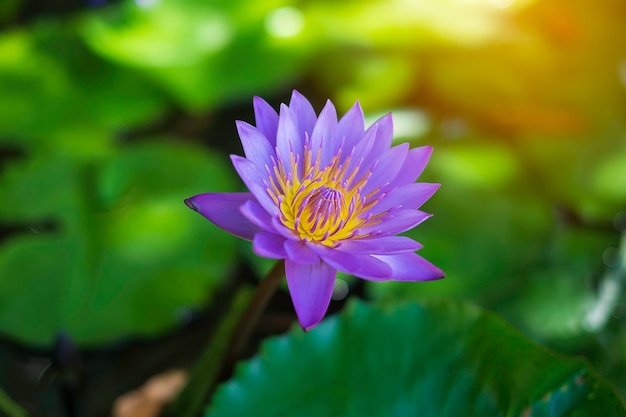 Nénuphar aux couleurs vives flottant sur un étang