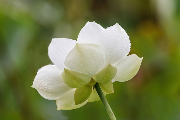 Photo nénuphar blanc aux étamines jaunes en pleine floraison dans un étang