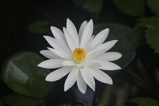 Un nénuphar blanc avec un centre jaune