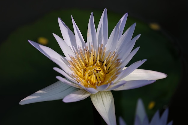 Un nénuphar blanc dans un étang Nymphaeaceae est une famille de plantes à fleurs nénuphar