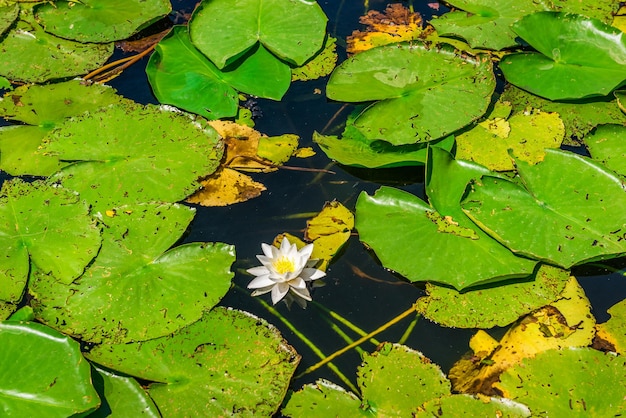 Nénuphar blanc dans le lac Scadar du Monténégro