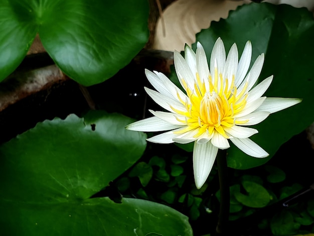 Nénuphar blanc ou fleur de lotus avec feuille verte dans l'étang