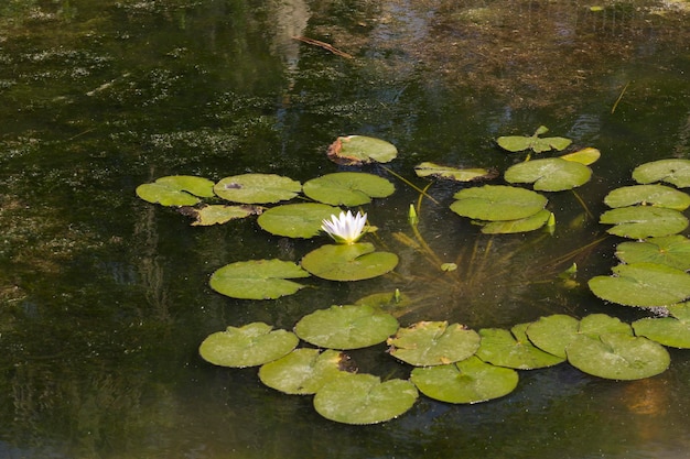 Nénuphar blanc sur le lac