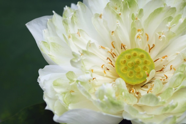 Nénuphar blanc sur la plante