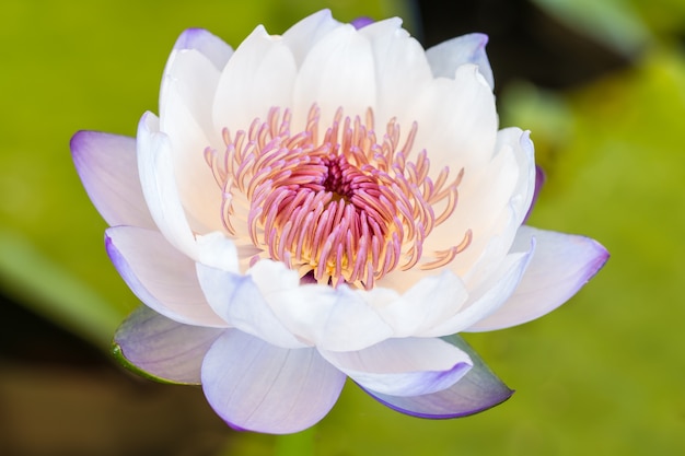 Nénuphar blanc pourpre ou fleur de lotus.