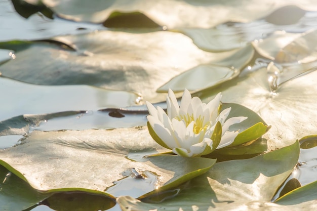 Nénuphar blanc à la surface de l'eau. Nénuphar