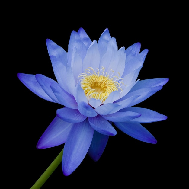 Nénuphar bleu