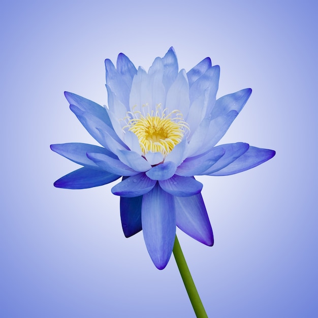 Nénuphar bleu