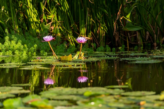 Nénuphar dans l'étang