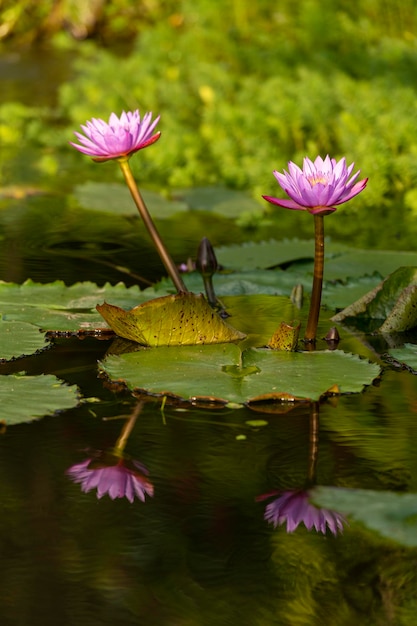 Nénuphar dans l'étang