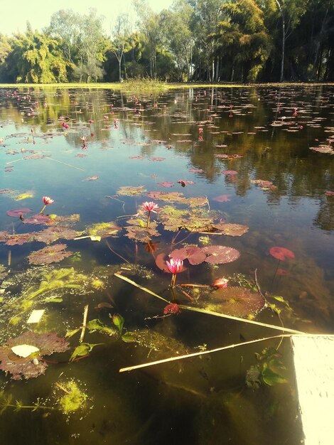 Le nénuphar dans le lac