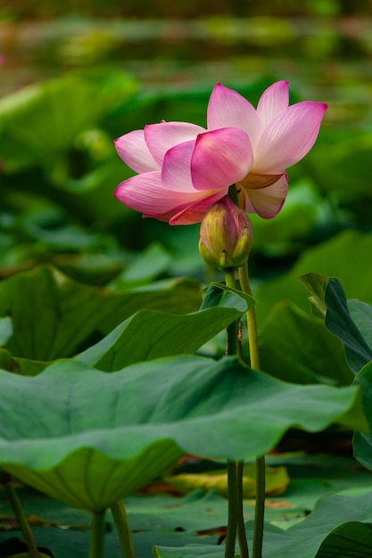 Nénuphar ou fleur de lotus dans l'étang d'été Russie