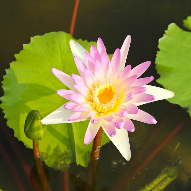 Nénuphar ou fleur de lotus dans l&#39;étang