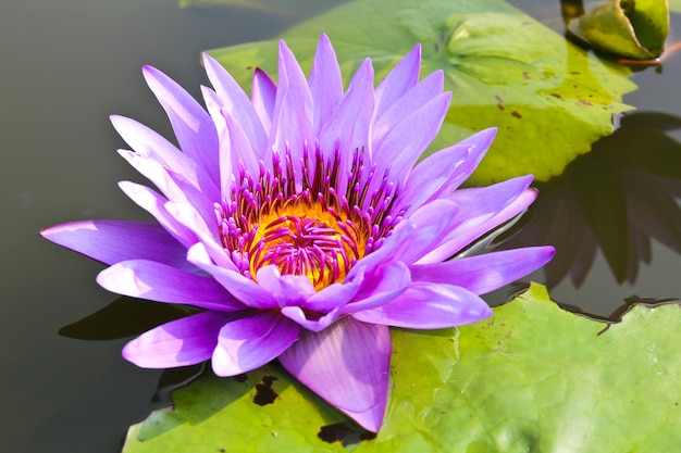 Nénuphar ou fleur de lotus dans l&#39;étang