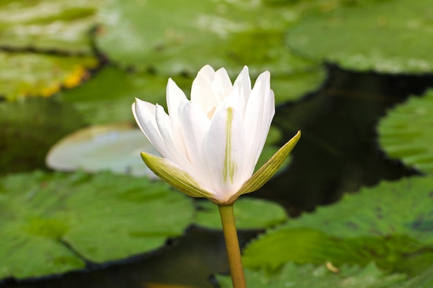 Nénuphar ou fleur de lotus dans l&#39;étang