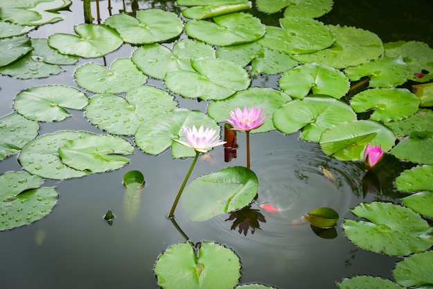 Nénuphar ou fleur de lotus et feuille verte croissance étang d&#39;eau dans le jardin