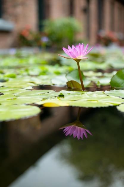 Nénuphar avec fleur