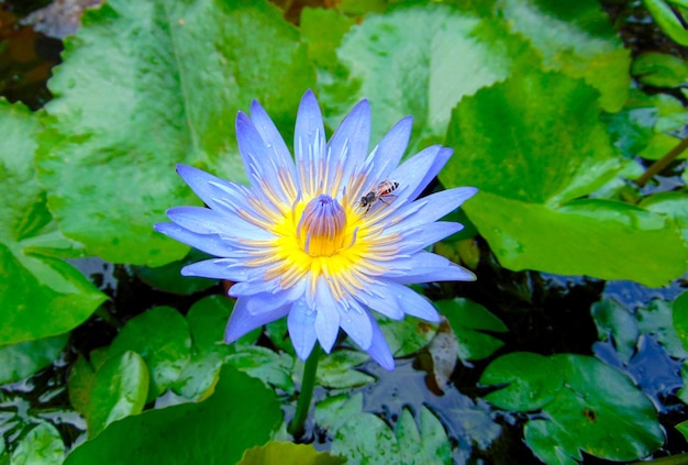 Nénuphar en fleurs et petite abeille