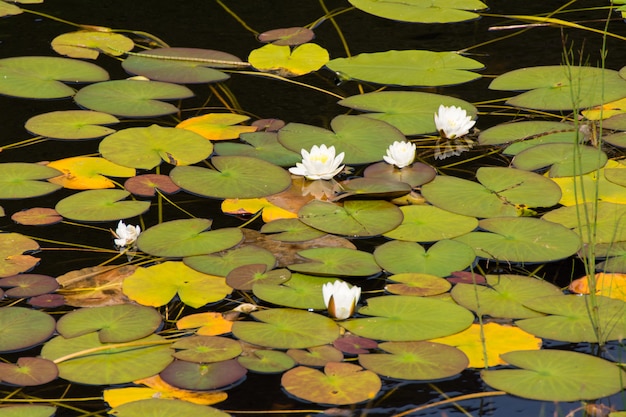 Nénuphar sur le lac près de l&#39;abbaye de Kylemore, dans le Connemara, en Irlande