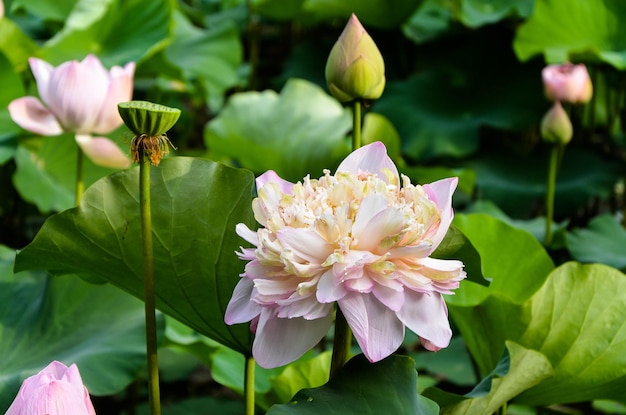 Nénuphar Nymphaea tétragone