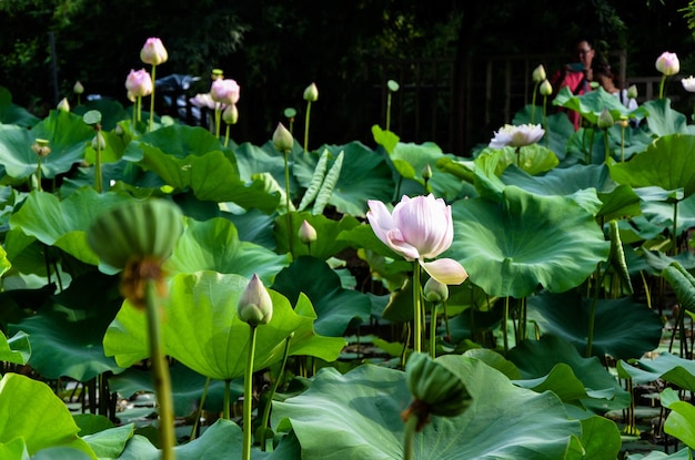 Nénuphar Nymphaea tétragone