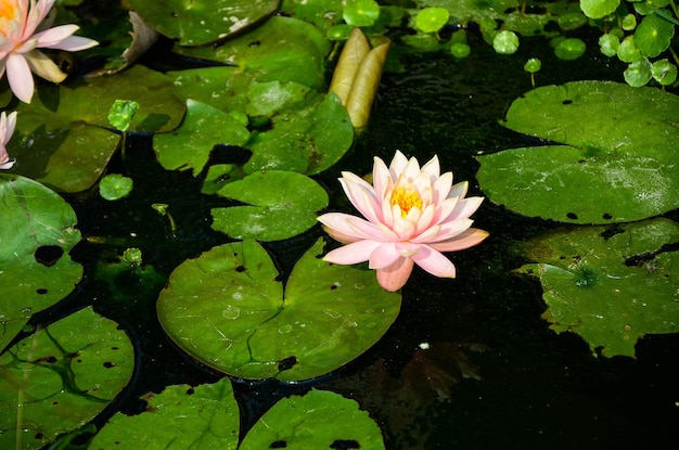 Nénuphar Nymphaea tétragone