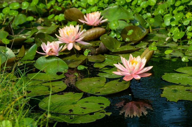 Nénuphar Nymphaea tétragone