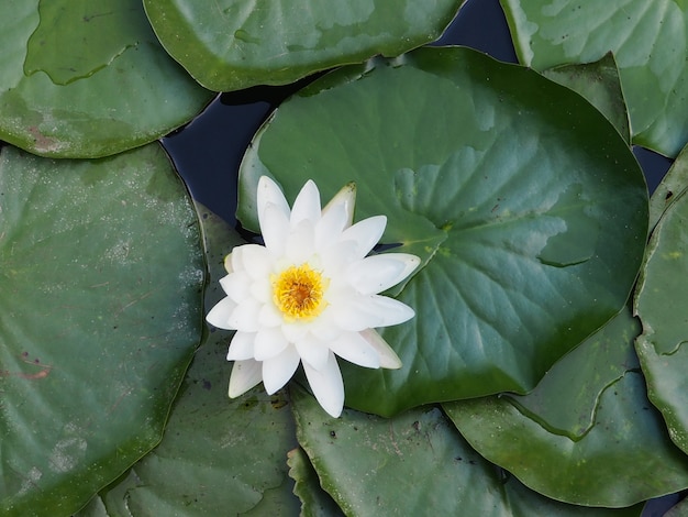 Nénuphar sur le petit lac, belles fleurs Nymphaea alba blanche, communément appelée nénuphar ou nénuphar parmi les feuilles vertes et l'eau bleue