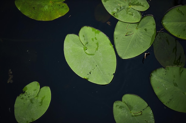 Nénuphar Plantes sur le lac Marais avec des nénuphars