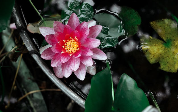 Nénuphar rose dans le jardin d'été