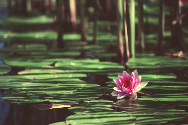 Nénuphar rose entre les feuilles dans un étang japonais