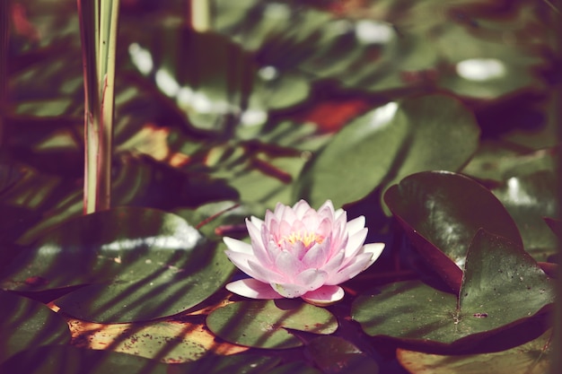 Nénuphar rose entre les feuilles dans un étang japonais