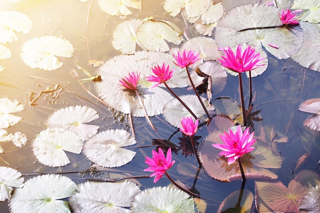 Nénuphar rose sur un étang avec la lumière du soleil