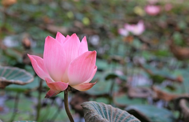 Nénuphar rose ou fleur de lotus dans l'étang, Thaïlande